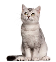 Коти