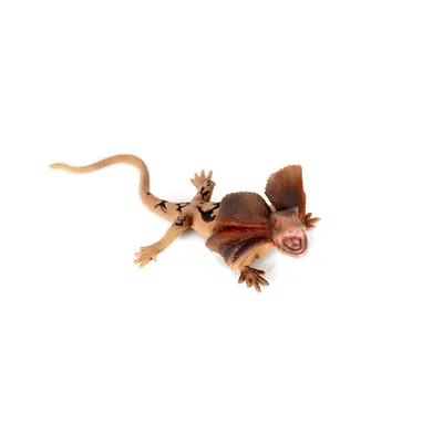 Іграшка фігурка Kids Team Reptiles and Insects ящірка Плащоносна ZY1796866