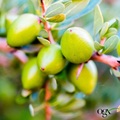 Масло для волос Ogx Argan oil of Morocco Глубокое восстановление аргановое, 100 мл
