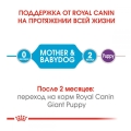 Корм сухой для собак Royal Canin Giant Starter, 4 кг