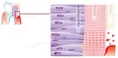Ополіскувач для порожнини рота Dr.Wild Emofluor Daily Care, 400 мл