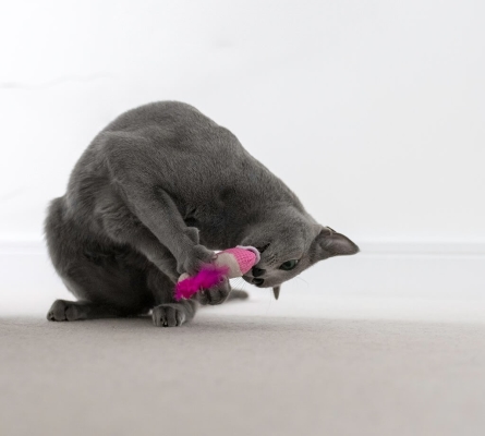 Игрушка для котов Petstages Dental Shrimpies pt67836 креветки с кошачьей мятой, 2 штуки