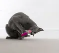 Іграшка для котів Petstages Dental Shrimpies pt67836 креветки з котячою м'ятою, 2 штуки
