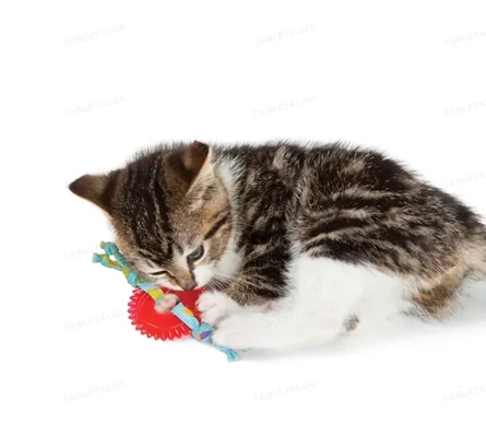 Іграшка для котів Petstages Kitty Chew Wheel pt715 Колесо, червона