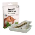 Трава для котів Bubimex Cat Grass в вигляді насіння, 100 г
