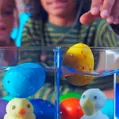 Іграшка, що росте в яйці Sbabam Eggy Animals Пташки, у дисплеї