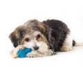 Набор игрушек для собак Petstages Orka Petite Chew Pair pt234 косточка и гантель мини, голубой