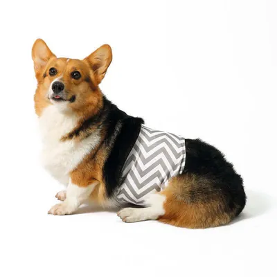 Підгузки M-Pets Washable Diapers Male Dog гігієнічні багаторазові для кобелів, розмір S, 25,4-33 см