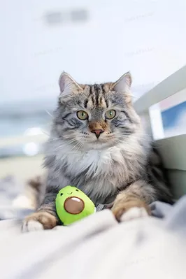 Іграшка для котів Petstages Lil Avocato pt67840 Авокадо, зелена