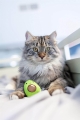 Игрушка для котов Petstages Lil Avocato pt67840 Авокадо, зеленая