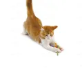 Іграшка для котів Petstages pt310 Товсті хвостики