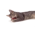 Игрушка для котов Petstages pt333 Претцель с кошачьей мятой