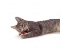 Іграшка для котів Petstages pt333 Претцель з котячою м'ятою