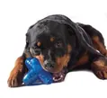Іграшка для собак Petstages Orka Jack pt127 велика