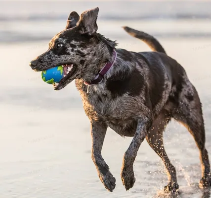 Іграшка для собак Planet Dog Orbee Ball pd68668 м'яч середній, сіро-зелена