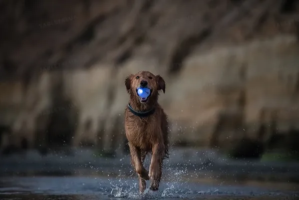 Іграшка для собак Planet Dog Strobe Ball pd68805 м'яч, що світиться, біла