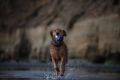 Игрушка для собак Planet Dog Strobe Ball pd68805 светящийся мяч, белая