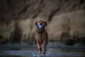 Іграшка для собак Planet Dog Strobe Ball pd68805 м'яч, що світиться, біла