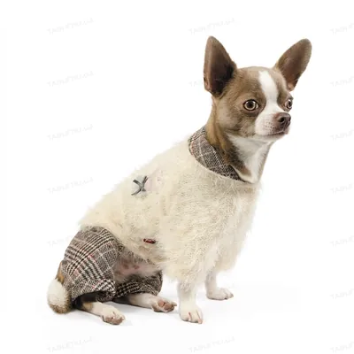 Костюм для собак Pet Fashion Флер M Бежевий