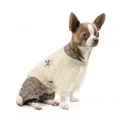 Костюм для собак Pet Fashion Флер M Бежевий
