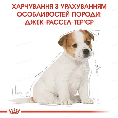 Корм сухий для цуценят Royal Canin Jack Russel Terrier Junior до 10 місяців, 0,5 кг