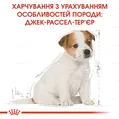 Корм сухий для цуценят Royal Canin Jack Russel Terrier Junior до 10 місяців, 0,5 кг