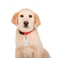 Ультразвуковий відлякувач кліщів і бліх Collar WAUDOG PRO10-101WH